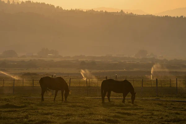 Horses grazing on grassy field in ranch during sunset. Scenic view of sprinklers on landscape against mountains. Domestic animals at Yellowstone National Park in summer.