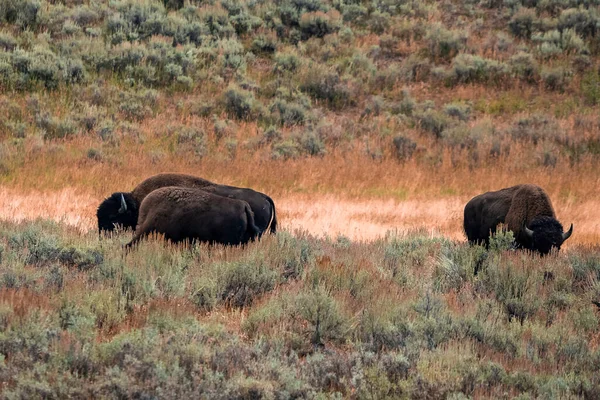 Bisons Broutant Sur Les Prairies Milieu Plantes Dans Forêt Animal — Photo