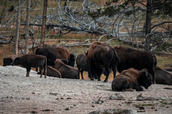 Bizon sürüsü jeotermal alanda dinleniyor. Yellowstone Ulusal Parkı 'ndaki ölü ağaçlara karşı dinlenen vahşi hayvanlar. Ünlü turist gezisi cazibesine sahip boynuzlu memeliler..