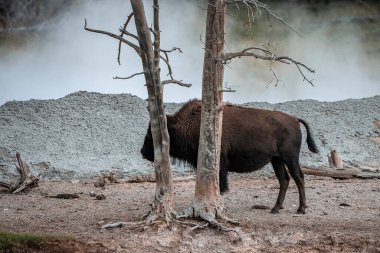 Bizon, vadideki jeotermal arazide ağacın yanında duruyor. Yellowstone Ulusal Parkı 'ndaki ormanda vahşi bir hayvan. Ünlü turistik gezi merkezinde boynuzlu memeliler..