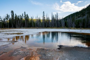 Kaplıcadaki ağaçların yansıması jeotermal manzaranın ortasında. Yellowstone Parkı 'nın arka planında gökyüzü olan gayzer havzasının manzarası. Güneşli bir günde popüler gezi eğlencesi.