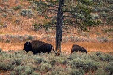 Bizonlar ormandaki çim tarlasında ağaçların yanında duruyor. Vahşi hayvanlar doğal ortamda dinleniyor. Yaz boyunca Yellowstone Ulusal Parkı 'ndaki vadide boynuzlu memeliler.