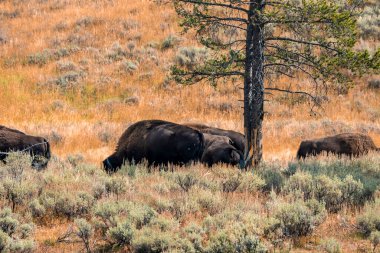 Bizonlar ormandaki çim tarlalarında otluyor. Memeliler ağaçların altında doğal ortamda dinleniyorlar. Yaz boyunca Yellowstone Ulusal Parkı 'ndaki vadide boynuzlu hayvanlar.