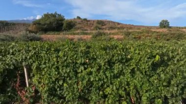 Sicilya üzüm bağları. Sicilya, İtalya 'da arka planda Etna volkanı patlaması. Kırsal Sicilya manzarası