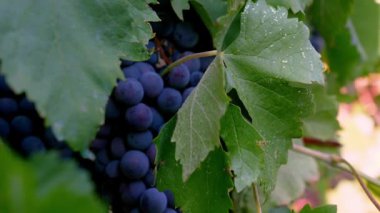 Üzüm bağında yetişen sarmaşıkların yakın çekimi. Yapraklarla kaplı lezzetli sulu üzümler hasat için hazır. Güneşli bir günde şarap imalatının güzel manzarası.