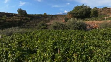 Sicilya üzüm bağları. Sicilya, İtalya 'da arka planda Etna volkanı patlaması. Kırsal Sicilya manzarası