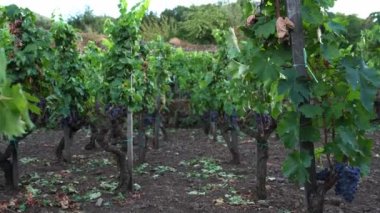 Üzüm bağında yetişen sarmaşıkların yakın çekimi. Yapraklarla kaplı lezzetli sulu üzümler hasat için hazır. Güneşli bir günde şarap imalatının güzel manzarası.