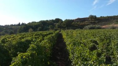 Sicilya üzüm bağları. Sicilya, İtalya 'da arka planda Etna volkanı patlaması. Kırsal Sicilya manzarası