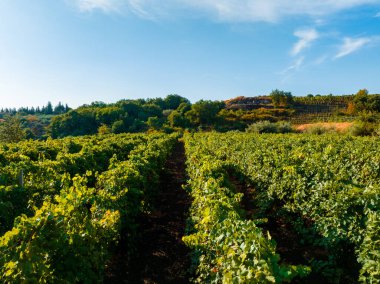 Sicilya üzüm bağları. Sicilya, İtalya 'da arka planda Etna volkanı patlaması. Kırsal Sicilya manzarası