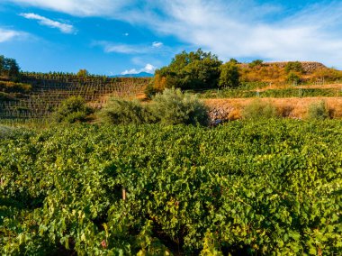 Sicilya üzüm bağları. Sicilya, İtalya 'da arka planda Etna volkanı patlaması. Kırsal Sicilya manzarası