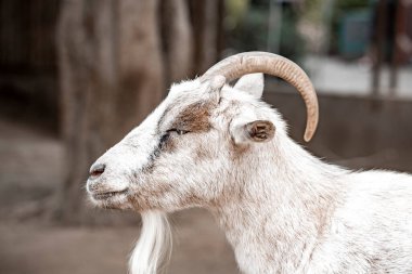 San Diego Safari Parkı 'nda beyaz boynuzlu keçinin yakın çekimi.