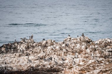 Kıyı şeridindeki kaya oluşumuna tünemiş pelikan sürüsünün görüntüsü güneşli bir günde arka planda deniz manzarası