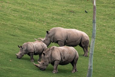 Gergedanlı buzağı San Diego Safari Parkı 'nda yeşil alanda otluyor.