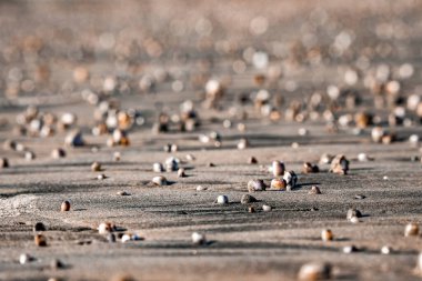 Güneşli bir günde kumsalda deniz kabuğu ve çakıl taşlarının yakın çekim yüzeyi.