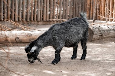 San Diego Safari Parkı 'ndaki toprak alanda yaprak yiyen kara keçi.