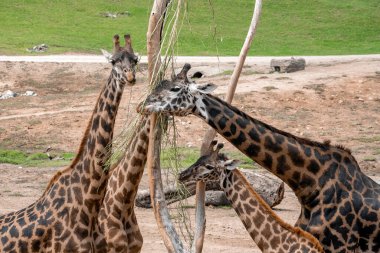 San Diego Safari Parkı 'nda ağaç dalları yiyen buzağılı zürafalar.