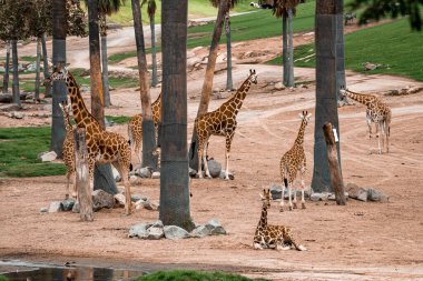 San Diego Safari Parkı 'ndaki palmiye ağaçlarının yanında buzağıları olan zürafa.