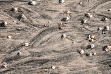 Güneşli bir günde kumsalda deniz kabuğu ve çakıl taşlarının yüksek açılı görüntüsü.