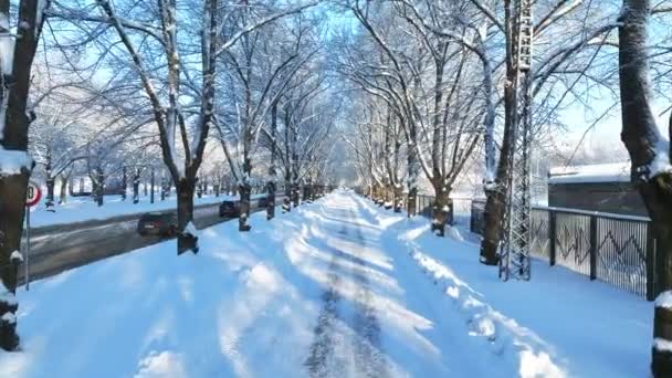 Una Maravilla Invernal Árboles Cubiertos Nieve Una Tierra Congelada Iluminada — Vídeo de stock