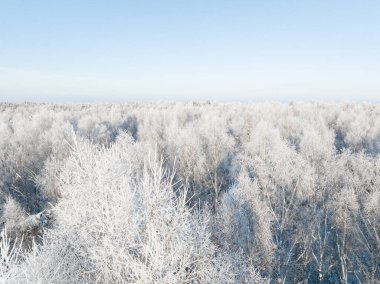Karlı bir orman. Kış ormanlarının hava manzarası Karlı ağaç dalları kış ormanlarının manzarası