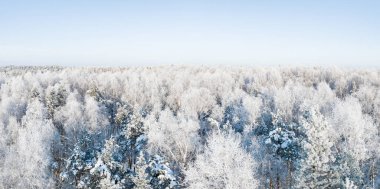 Karlı bir orman. Kış ormanlarının hava manzarası Karlı ağaç dalları kış ormanlarının manzarası