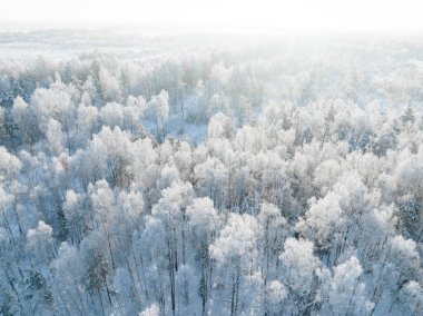 Karlı bir orman. Kış ormanlarının hava manzarası Karlı ağaç dalları kış ormanlarının manzarası