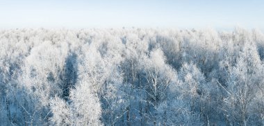 Karlı bir orman. Kış ormanlarının hava manzarası Karlı ağaç dalları kış ormanlarının manzarası