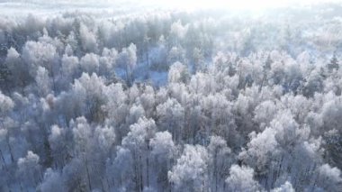Karlı bir orman. Kış ormanlarının hava manzarası Karlı ağaç dalları kış ormanlarının manzarası
