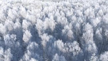 Karlı bir orman. Kış ormanlarının hava manzarası Karlı ağaç dalları kış ormanlarının manzarası