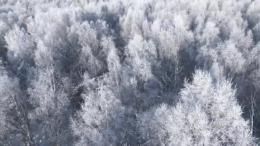 Karlı bir orman. Kış ormanlarının hava manzarası Karlı ağaç dalları kış ormanlarının manzarası