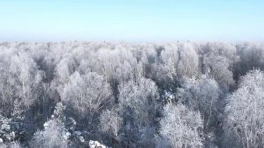 Karlı bir orman. Kış ormanlarının hava manzarası Karlı ağaç dalları kış ormanlarının manzarası