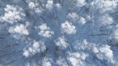 Karlı bir orman. Kış ormanlarının hava manzarası Karlı ağaç dalları kış ormanlarının manzarası