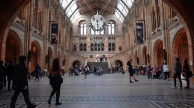 İngiltere 'deki Doğal Tarih Müzesi' nin ana salonunda mavi balina iskeleti..