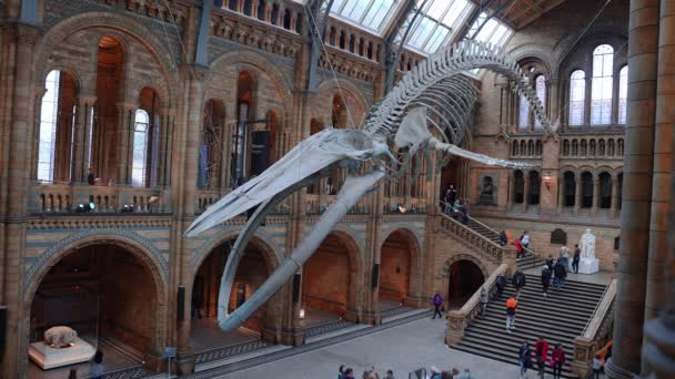 Blue Whale Skeleton Main Hall Natural History Museum London — Video Stock