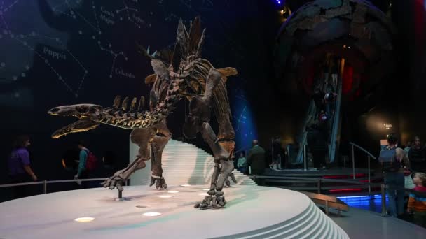Naturhistoriska Museet London Det Mest Kompletta Stegosaurus Skelettet Entrén Till — Stockvideo