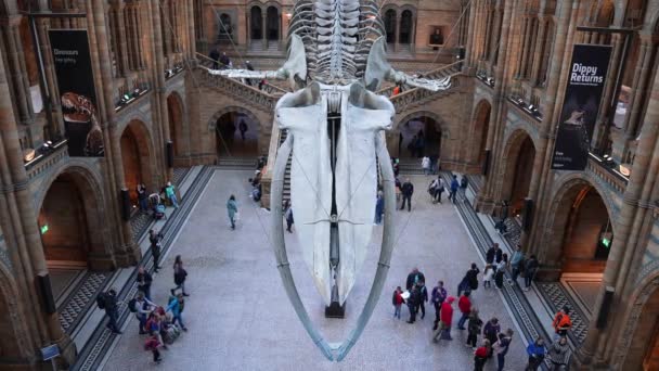 Blue Whale Skeleton Main Hall Natural History Museum London — Vídeo de Stock