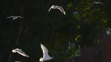 Londra 'da Thames nehrinin yakınlarında taze balık arayan bir sürü martı var. Deniz kuşlarının güzel 4k videosu.