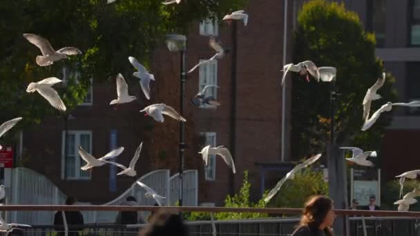 Lots Sea Gulls Flying London River Thames Looking Fresh Fish — Video