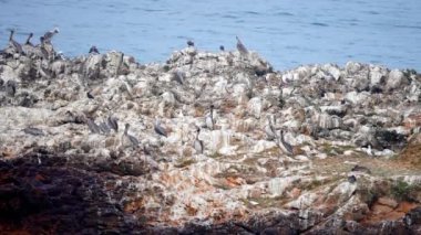 Kıyı şeridindeki kaya oluşumuna tünemiş pelikan sürüsünün görüntüsü güneşli bir günde arka planda deniz manzarası