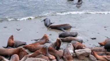 Brown sea lions herd resting on rocky coastlines by the ocean on a Monterey city beach