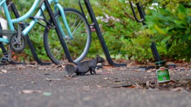Little Squirrel Running Bicycle Park Google Office — Vídeo de stock