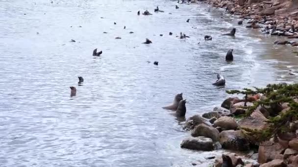 モントレーシティビーチの海沿いの岩場の海岸線に群生する褐色のアシカ — ストック動画