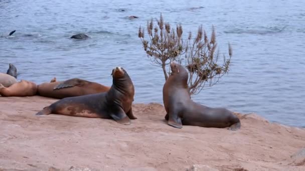 Brown Sea Lions Herd Resting Rocky Coastlines Ocean Monterey City — Vídeo de Stock