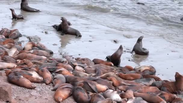 Brown Sea Lions Herd Resting Rocky Coastlines Ocean Monterey City — Stockvideo