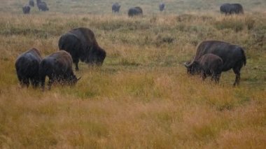 Otlakta yavrusu olan bir bizon sürüsü. Hayden 'deki çimlerde bir bizon sürüsünün görüntüsü. Yellowstone Ulusal Parkı' nda gayzerlerin yakınında.. 