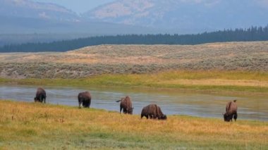Otlakta yavrusu olan bir bizon sürüsü. Hayden 'deki çimlerde bir bizon sürüsünün görüntüsü. Yellowstone Ulusal Parkı' nda gayzerlerin yakınında.. 