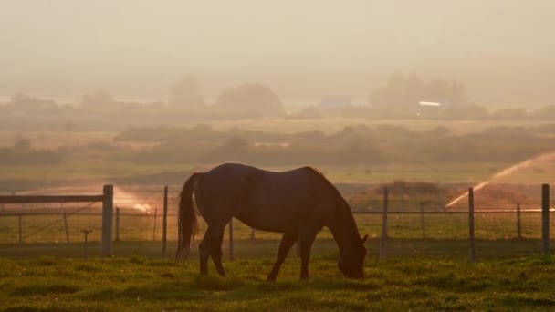 Chevaux Broutant Sur Les Prairies Ranch Avec Arroseurs Arrière Plan — Video