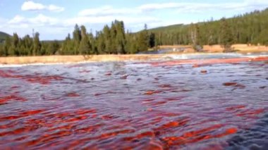 Kaplıca havuzunun güzel manzarası jeotermal manzara. Gayzer havzası ve orman. Yellowstone Ulusal Parkı 'nın ünlü turistik merkezi. Yellowstone Ulusal Parkı 'nda sıcak termal kaynak Siyah Havuz