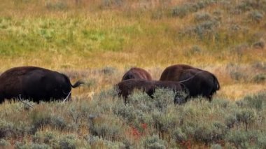 Otlakta yavrusu olan bir bizon sürüsü. Hayden 'deki çimlerde bir bizon sürüsünün görüntüsü. Yellowstone Ulusal Parkı' nda gayzerlerin yakınında.. 