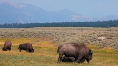 Otlakta yavrusu olan bir bizon sürüsü. Hayden 'deki çimlerde bir bizon sürüsünün görüntüsü. Yellowstone Ulusal Parkı' nda gayzerlerin yakınında.. 